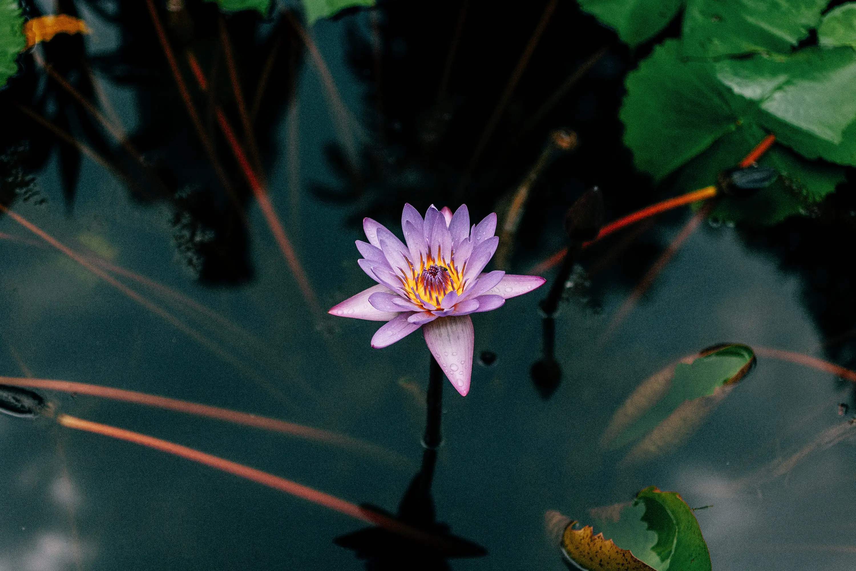 Flor de loto morada sobre el agua